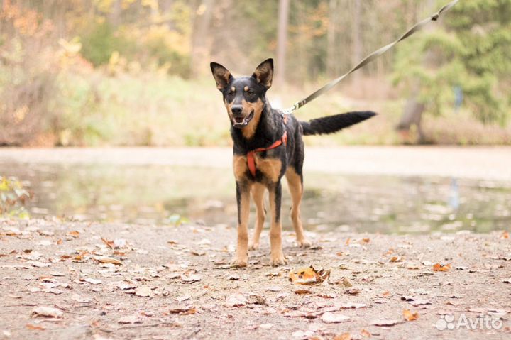 Люси ищет семью