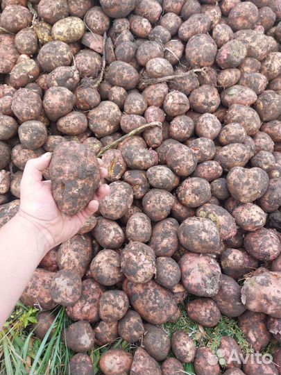 Сборщик картофеля