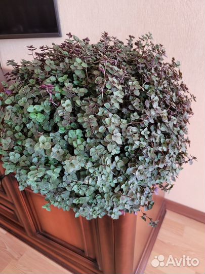 Каллизия,олеандр,гибискус