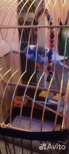 Волнистый попугай