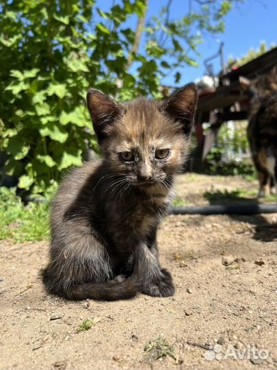 Кошки в добрые руки бесплатно