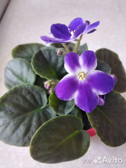 Фиалки разные