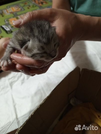 Котята отдам в добрые руки бесплатно