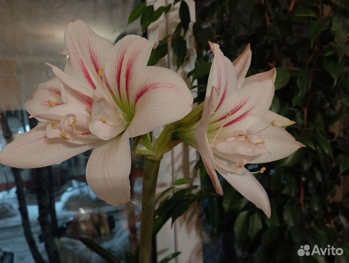 Гиппеаструм, детки