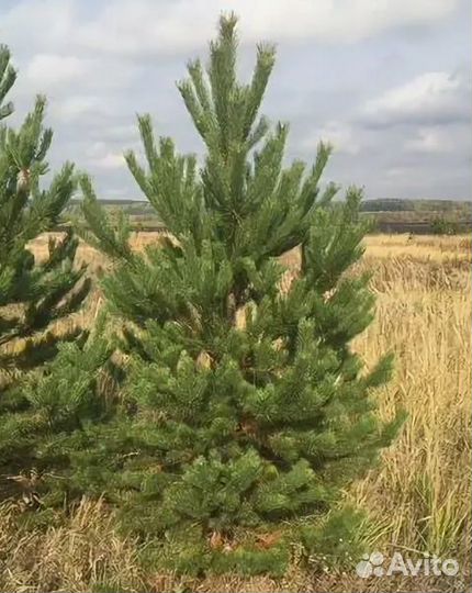 Сосна обыкновенная 1,5-1,8 метра
