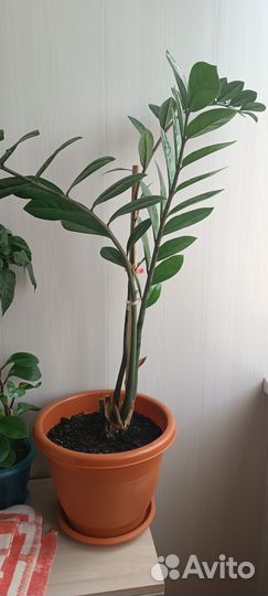 Замиокулькас