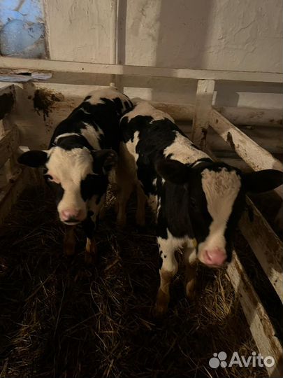 Бычки телята тёлочки