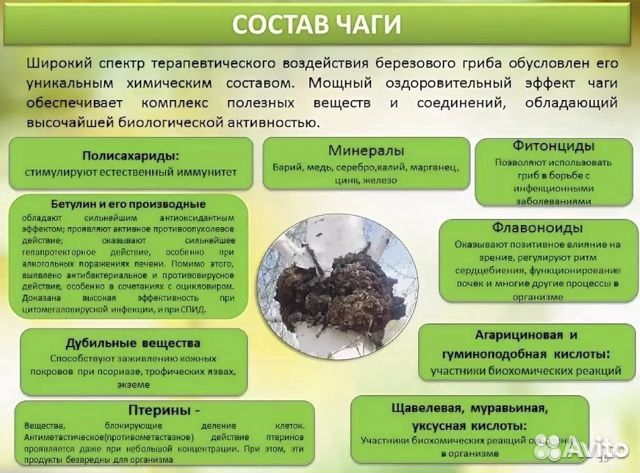 Березовая Чага