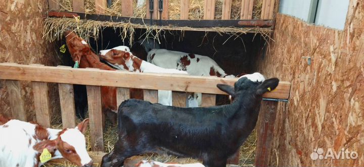 Телята с бесплатной доставкой