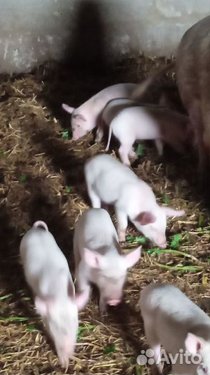 Продам поросят