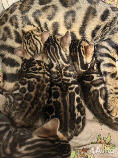 Бенгальская