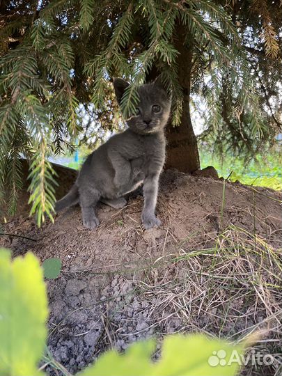 Котенок бесплатно