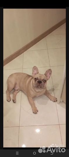 Французский бульдог в добрые руки