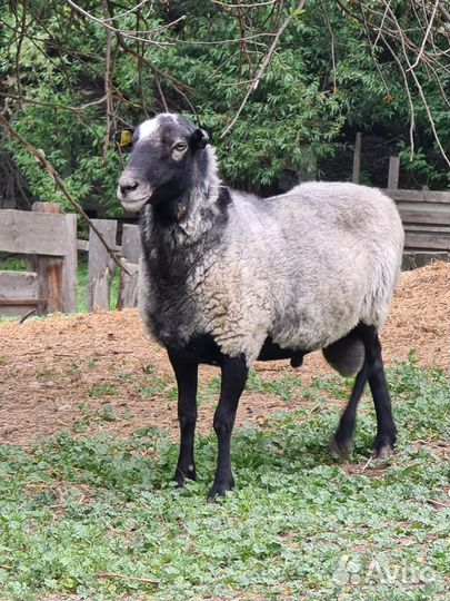 Продам Романовского барана на племя