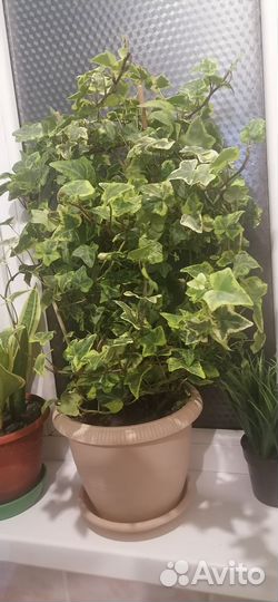 Комнатные цветы хлорофитумом, плющ