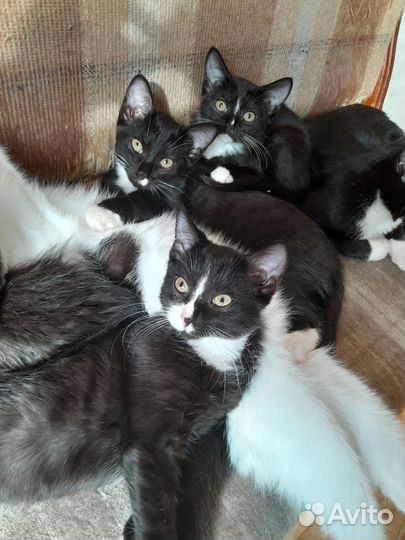 Кошки в добрые руки