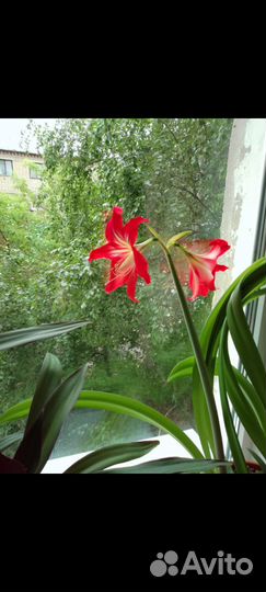 Гиппиаструм