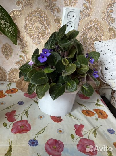 Фиалка розовая и фиолетовая400р молочай200р