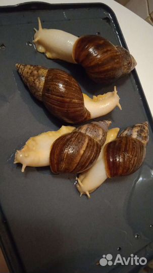 Улитки ахатины