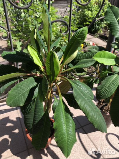 Комнатные цветы