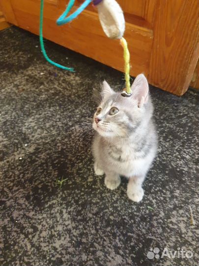 Котята шотландской вислоухой