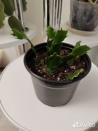 Декабрист белый