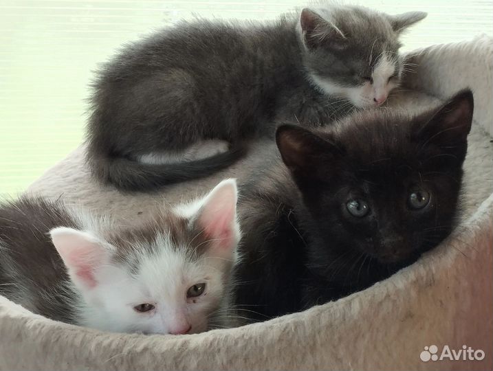 Котята