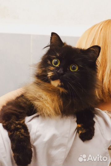 Кошка в дар