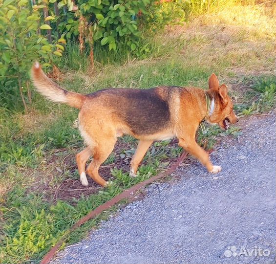 Собака в добрые руки