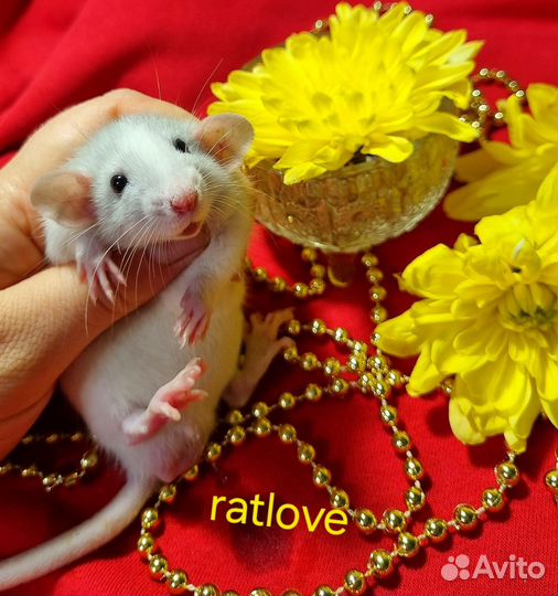 Крысята мальчик серебро
