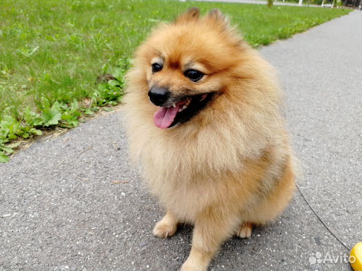 Малый немецкий шпиц