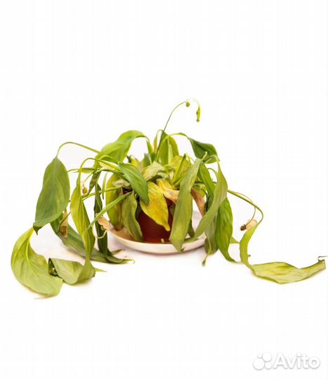 Приму в дар комнатные растения в любом состоянии