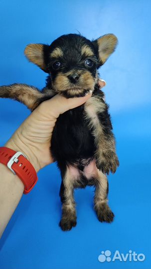 Малыш йорик