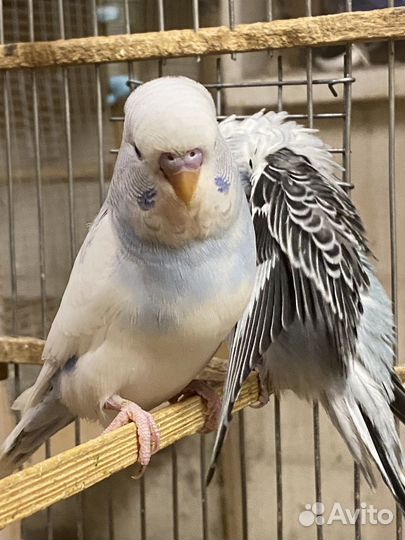 Птенцы волнистый попугай