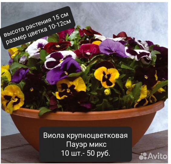 Продам проф.семена