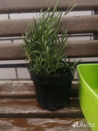 Лаванда 2х летка окс