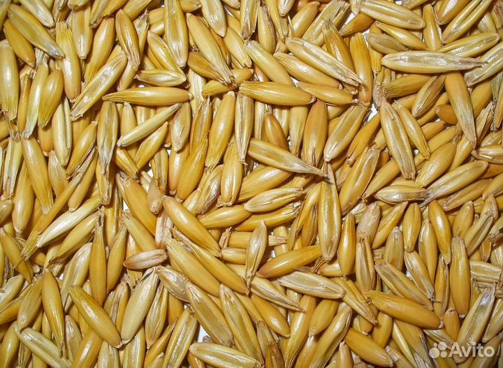 Кормовая кукуруза, Ячмень озимый на корм/посев
