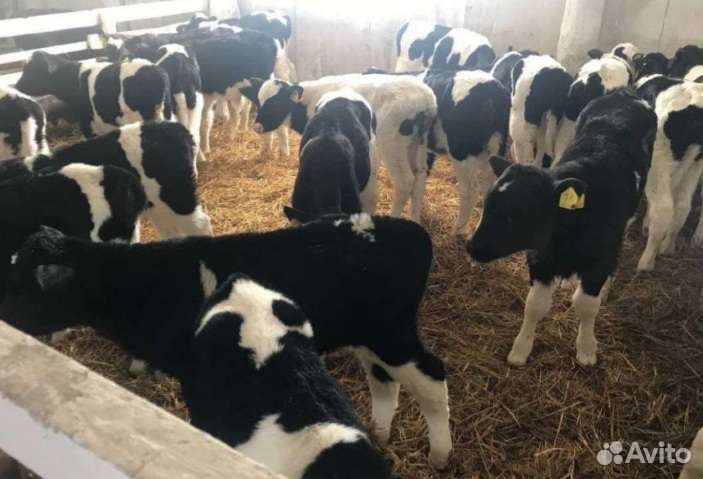 Телята бычки