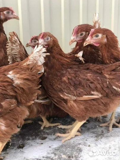 Куры молодки