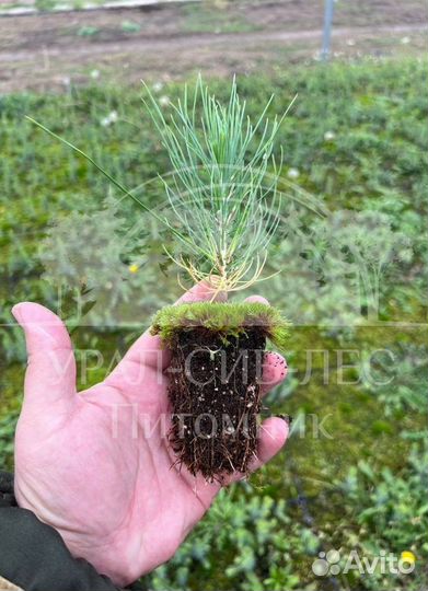 Сеянцы на лесовосстановление Ель Голубая зкс