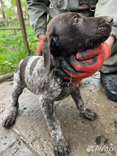 Курцхаар охотничья собака