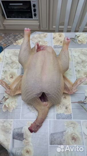 Мясо домашней индейки