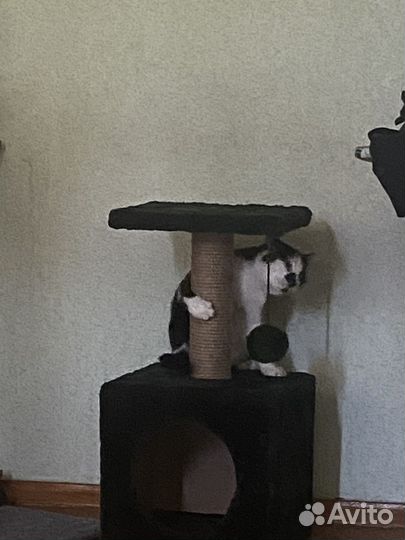 Кот в добрые руки