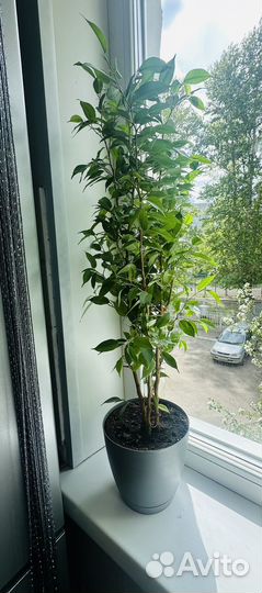 Фикус Бенджамина 70см
