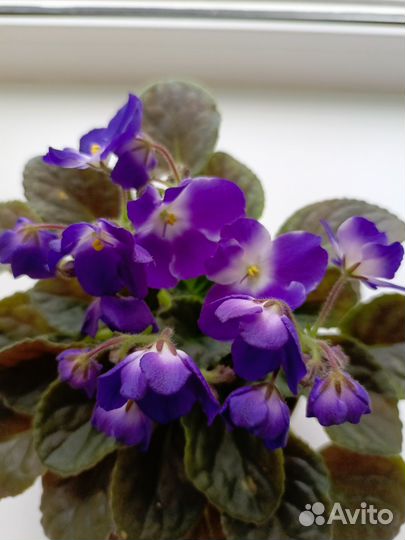 Сортовые фиалки