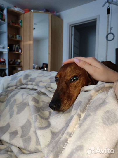 Кобель Такса