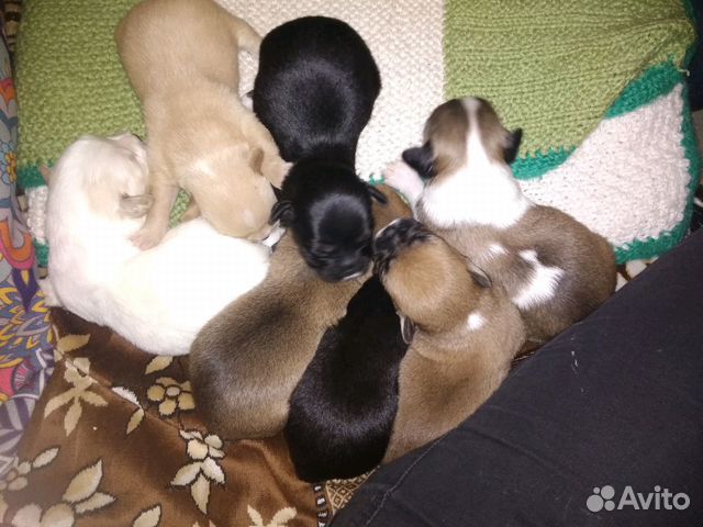питбультерьер ташкент. доберманчики щенки. купить щенка лабрадора в москве в клубе. авито новочеркасск собаки. бельгийский гриффон.