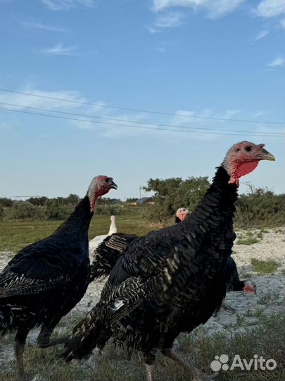 Продаются Индюки