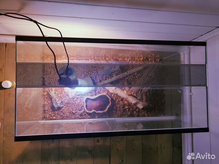 Капская ящерица