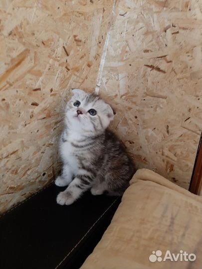 Шотландская